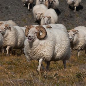 کنسانتره ۱۰% گوسفند